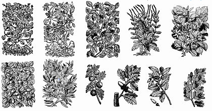 free vector 11 Old Plant Engravings Vector